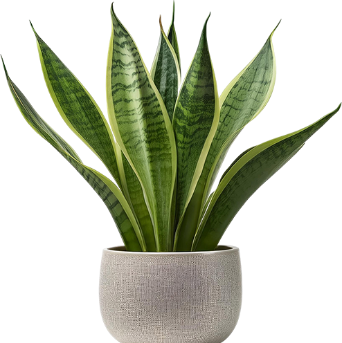 AKR Ofis Slayt çiçeği